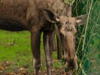 Brown reindeer in green bush and on green grass in autumn day