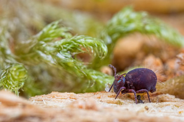 Purple Springtail