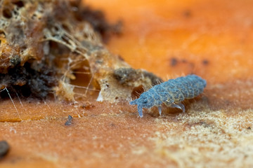 Collembola