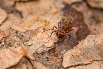 Springtail