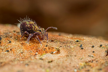 Dicyrtomina ornata