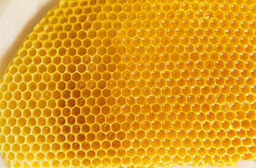 Honeycombs Texture. A piece of natural fresh honeycombs.