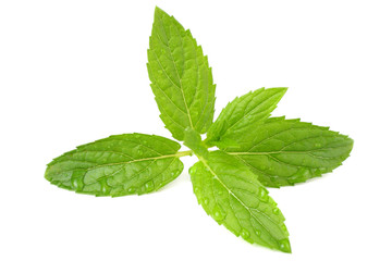 Fresh mint leaves isolated on white background. top view
