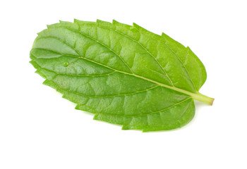 Obraz premium single fresh mint leaf isolated on white background