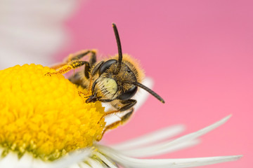 Solitary Bee feeding on a Daisy Flower