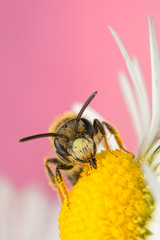 Solitary Bee feeding on a Daisy Flower