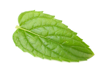 single fresh mint leaf isolated on white background