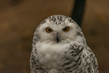 Fototapeta premium White owl with yellow eyes in autumn cloudy day in Germany