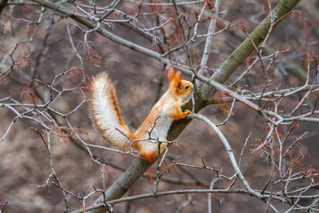 Forest squirrel