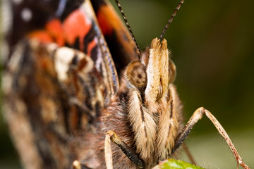 Red Admiral Extreme Close Macro