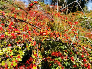 Autumn scene with bright red petals. Street autumn flowers, plants.