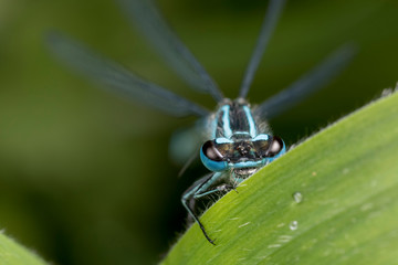 Damselfly partly hidden behind grass stem