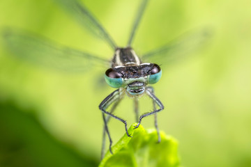 Damselfly with wing blur