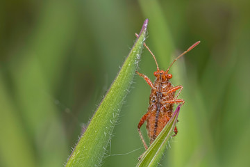 bug on leaf