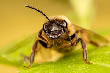 Bee with leg over eye