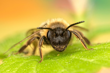 Face of a Bee on a Leaf
