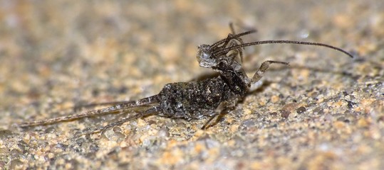 Caddisfly Pupa Case