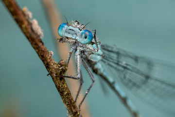 Damselfly waving