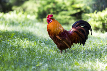 Stolzer Hahn stehm im Gras