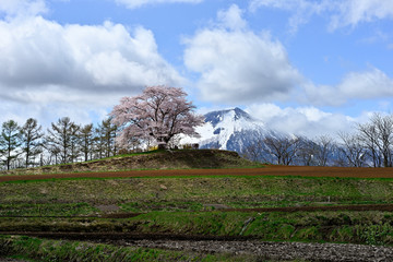 残雪の岩手山と為内の一本桜