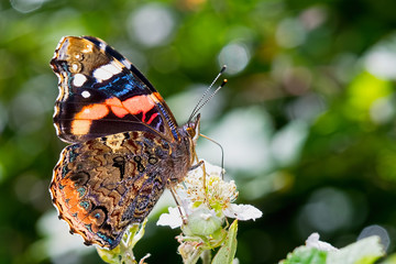 Red Admiral Butterfly on Flower
