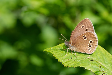 Ringlet Butterfly