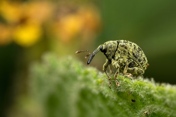 Cionus scrophulariae,
