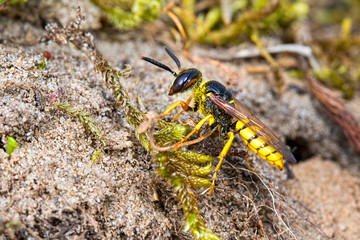 Beewolf Wasp