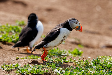 Puffin running