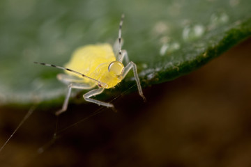 Aphid with water on head