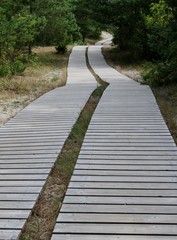 Obraz premium Holzsteg durch Dünenlandschaft