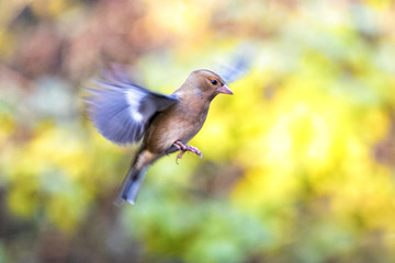 Chaffinch bird in flight