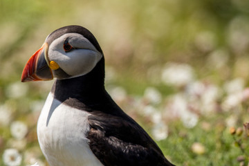 Naklejka premium atlantic puffin