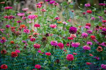 Fototapeta premium Beautiful flowers magenta pink orange green fall autumn October garden