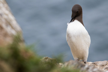 Guillemot Preening