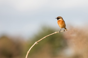 Stonechat bird on a branch