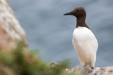 Guillemot on Rock