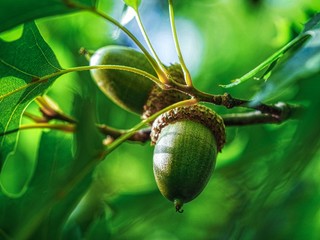 Amazing Acorn