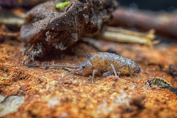 Elongate-bodied Springtail