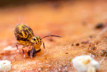 Dicyrtomina saundersi