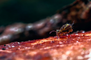 Dicyrtomina saundersi