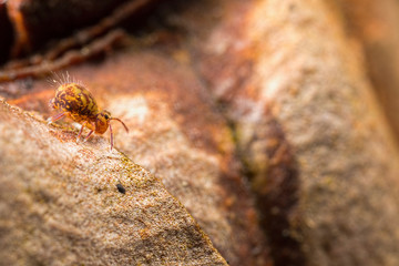 Globular Springtail on bark