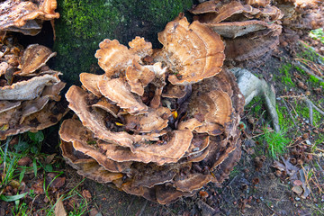 A large collection of Turkey Tail mushrooms growing on a tree