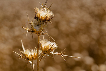 Cynara cardunculus dry thistle in nature.