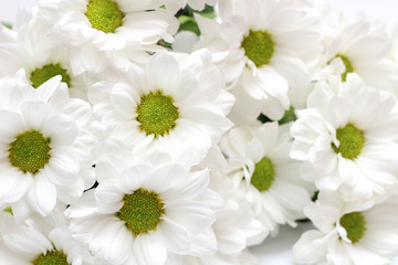 bouquet of white chrysanthemums isolated on a white background
