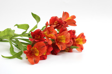 bouquet of fiery yellow-red flowers isolated on a white background