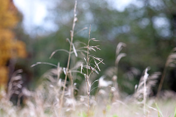 autumn grass