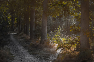 Obraz premium Forest