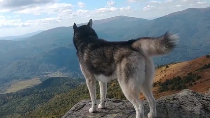 Wolf Dog Photos Royalty Free Images Graphics Vectors Videos