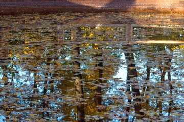 Image of an artificial pond with floating fallen leaves and reflected trees